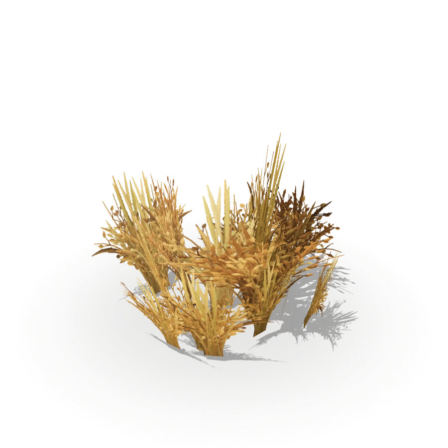Tall Dry Grass