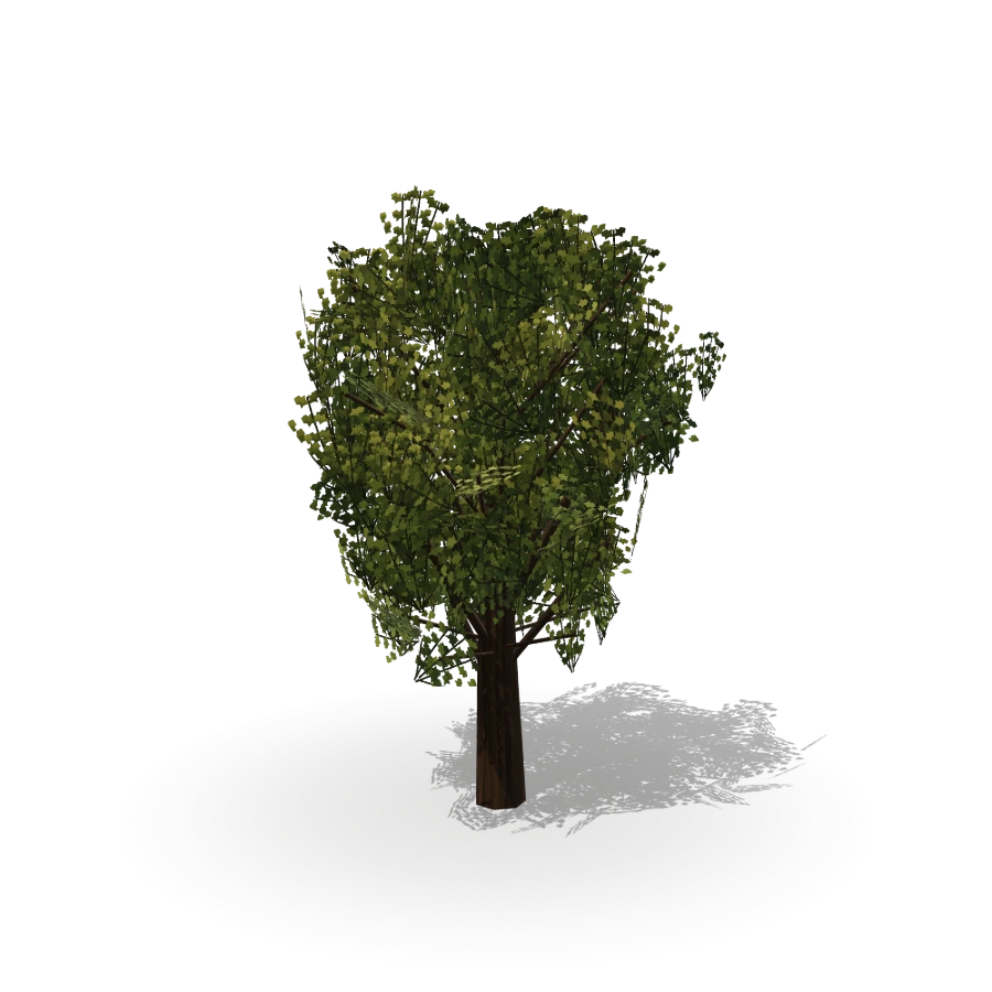 Broad Canopy Tree