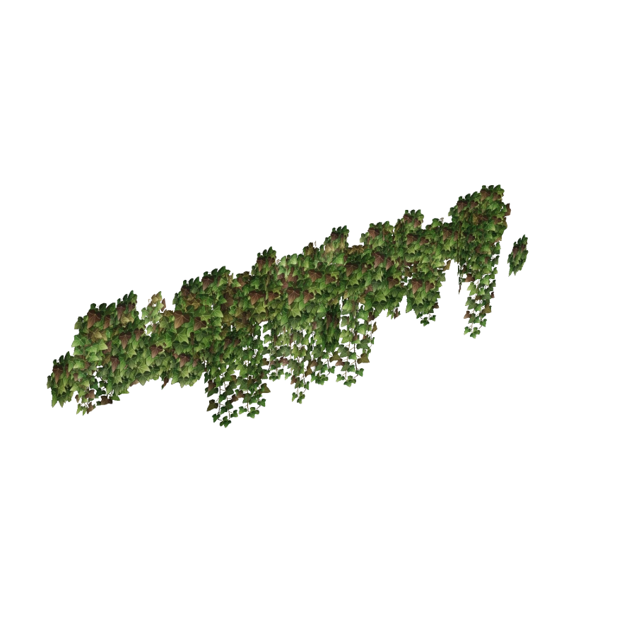 Ivy Vines — Long Valance