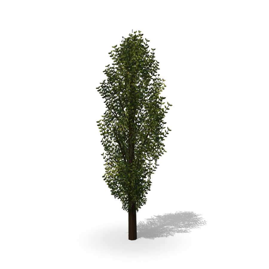 Narrow Greenery Tree