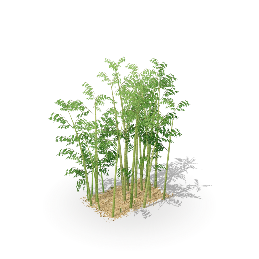 Bamboo Grove