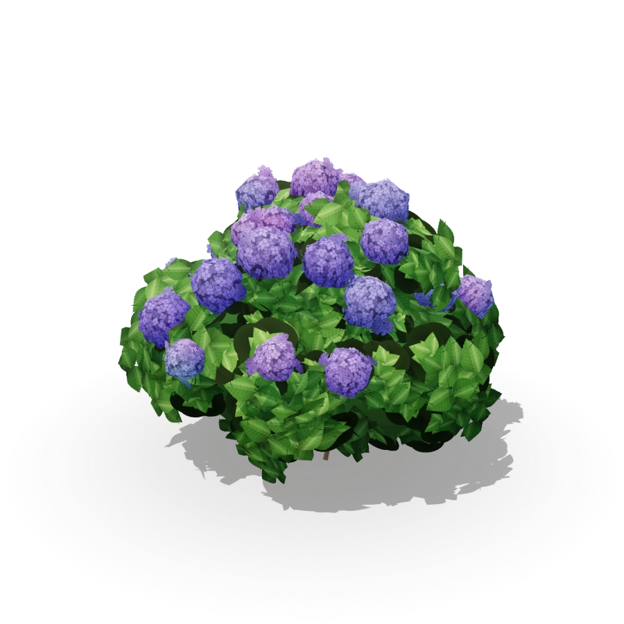 Hydrangea