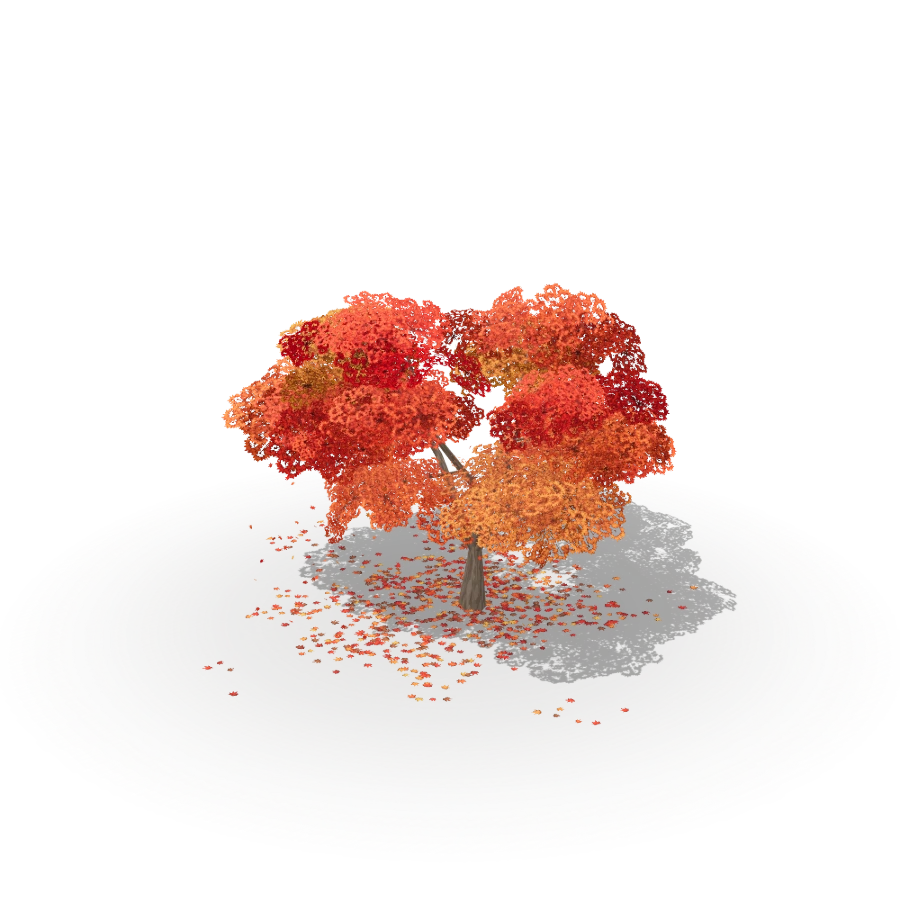 Momiji Maple