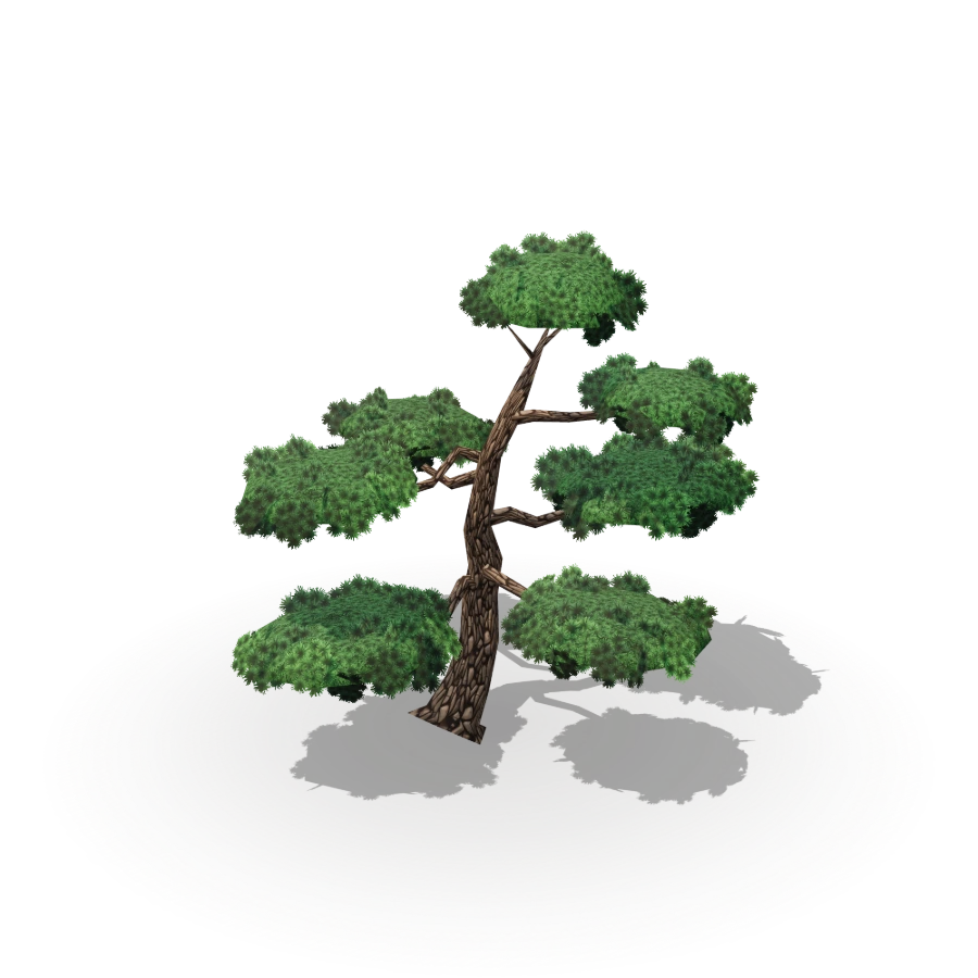 Niwaki Pine