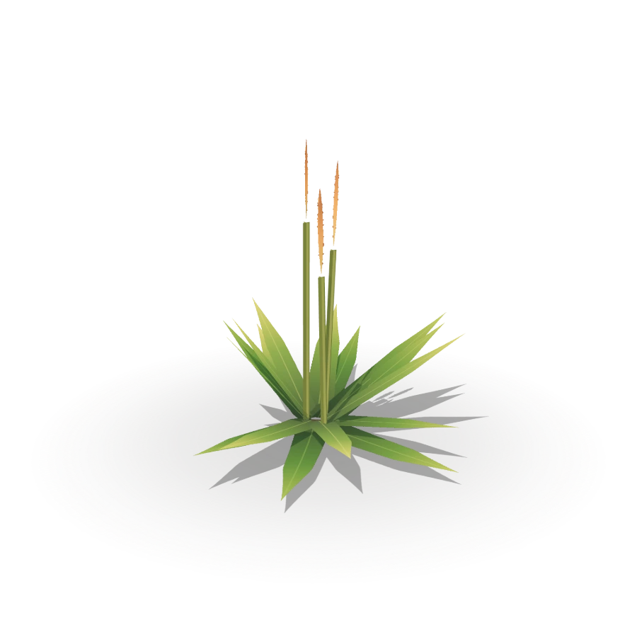 Seedhead Grass Clump